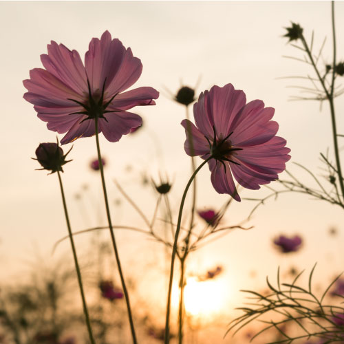Cursos-básicos-de-Mindfulness-en-Oviedo Cursos-básicos-de-Mindfulness-en-Oviedo